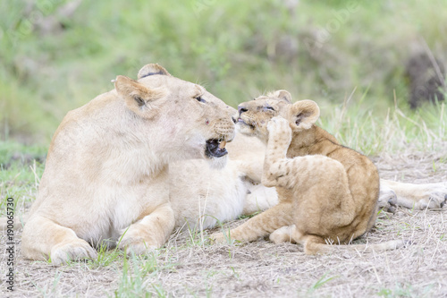 Fototapeta Naklejka Na Ścianę i Meble -  Lioness (Panthera leo) lying down on savannah with small cub, Masai Mara, Kenya