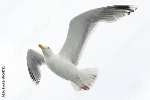 Hering gull flying against white sky.