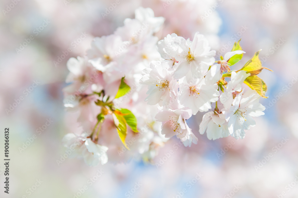 Sakura. Cherry blossoms japan. Pink spring blossom background.