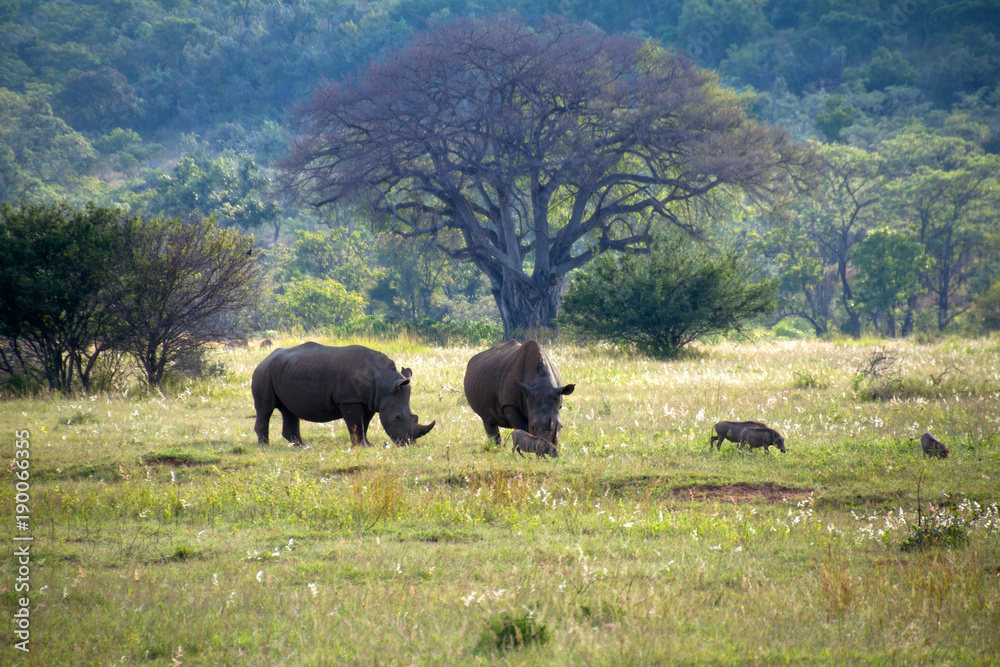 Rhinos with warthogs