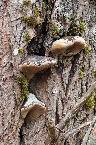 Willow bracket, also called fire sponge (Phellinus igniarius) photo