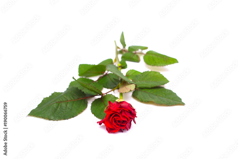 Red roses with leaves and thorns on a white background. Romantic day card for lovers Red roses with leaves and thorns on a white background. Romantic day card for lovers
