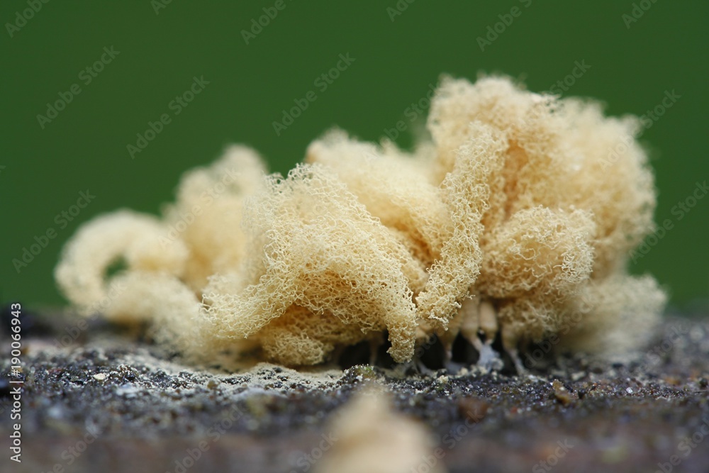 Fototapeta premium Yellow slime mold, Arcyria obvelata