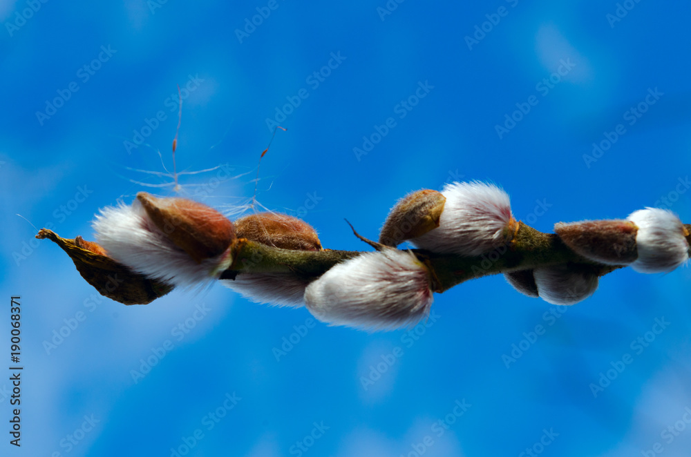 Willow branch Willow branch