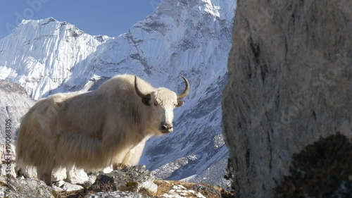 Yaks transport goods across mountain passes for trekking expedition. Sagarmatha National Park, Nepal photo