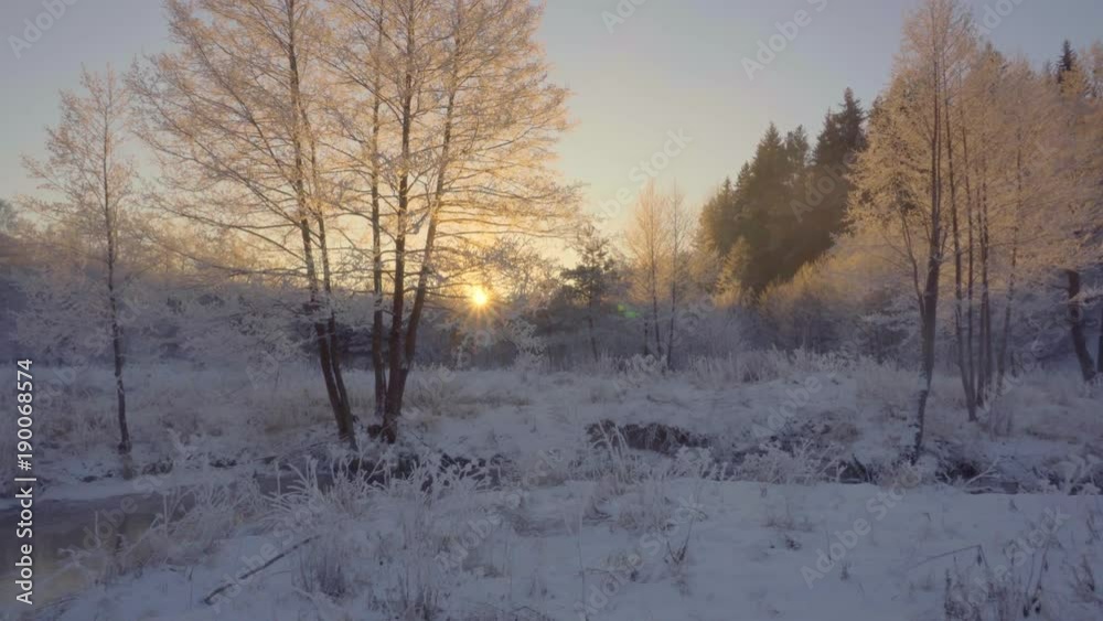 dawn in the winter forest, hoarfrost on the grass dawn in the winter forest, hoarfrost on the grass