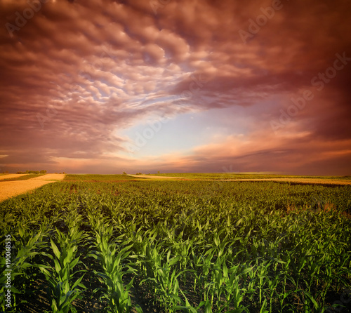 Corn Field and sky