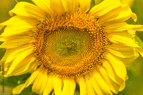 Sunflower is distorted due to lack of maintenance  infection  insect damage  water shortage and pestilence.  