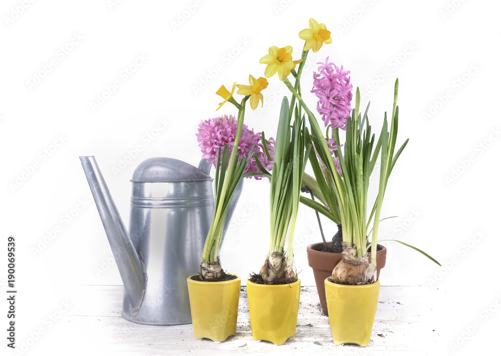 daffodils in yellow pots in front of hyacinth and watering can on white background daffodils in yellow pots in front of hyacinth and watering can on white background
