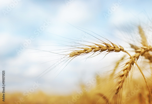 Golden wheat field with blue sky in background.