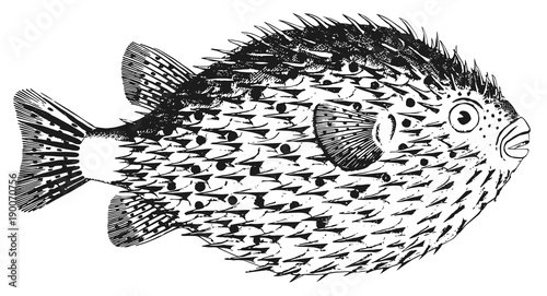 Igelfisch - Diodon Hystrix - sporcupinefish