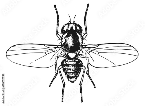 Fliege - Minierfliege - Agromyzidae - leaf-miner fly