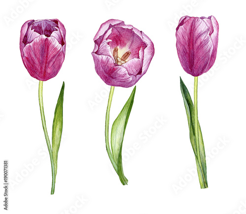 set of hand drwawn watercolor tulips