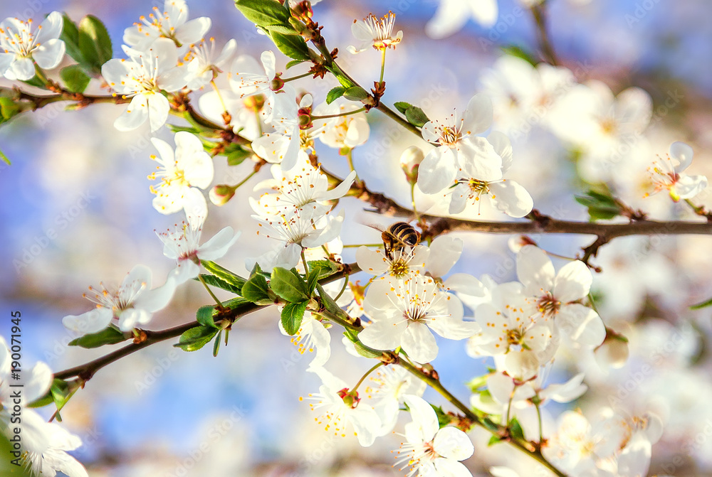 Spring scenes, including blooming flowers, cherry blossoms