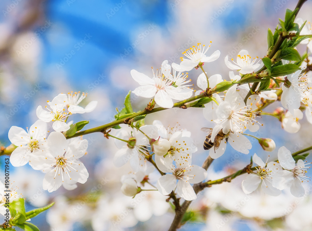 White cherry blossoms flowers branch Spring abstract, Honey bee flying.