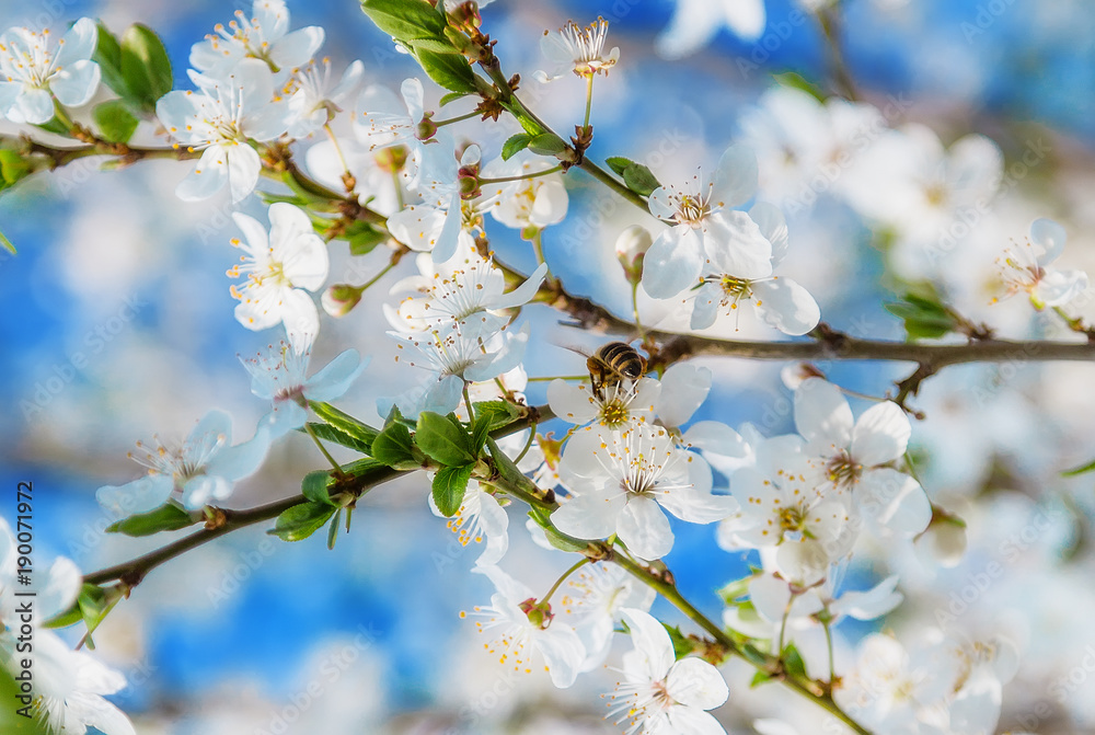 White cherry flowers on a blue sky, Honey bee flying - Spring abstract scenes.