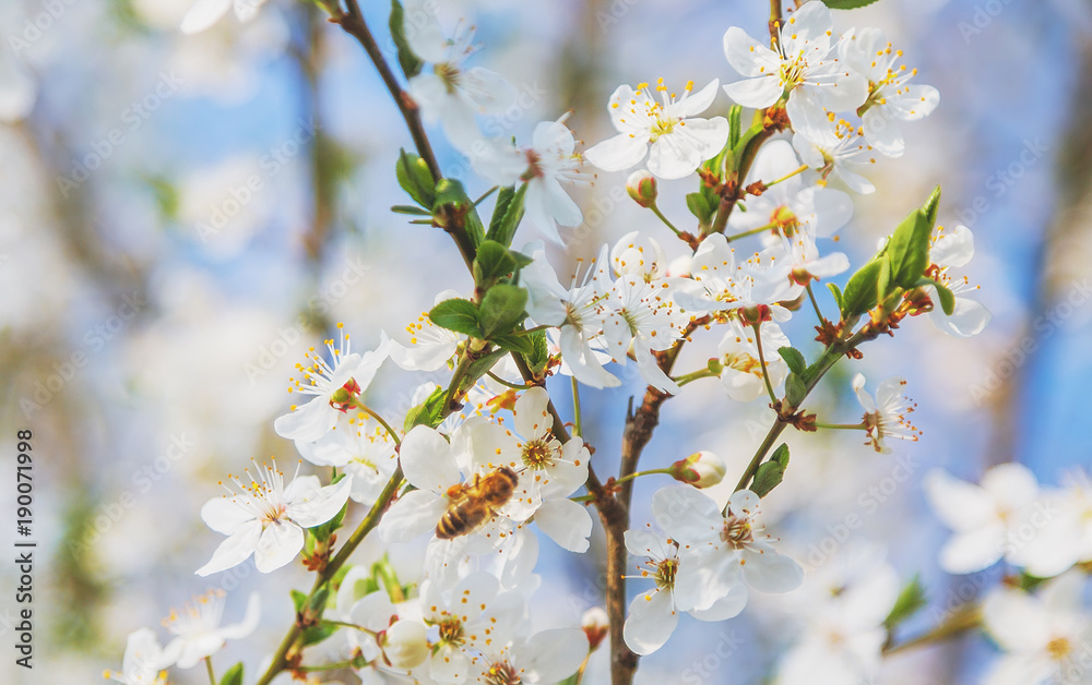 Cherry blossoms a blue sky, Honey bee flying to the White blooming flowers
