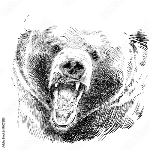 Roaring bear. Bear head. Wild bear. Brown bear head.