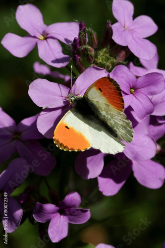 Orange Tip (Anthocaris cardamines) on the flower of a Buddleia plant in strong hot sunlight photo