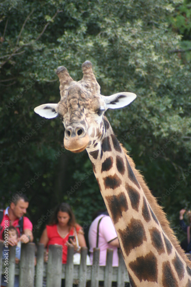 Obraz premium Girafe et Girafon