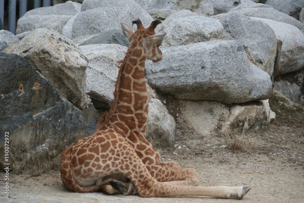 Obraz premium Girafe et Girafon