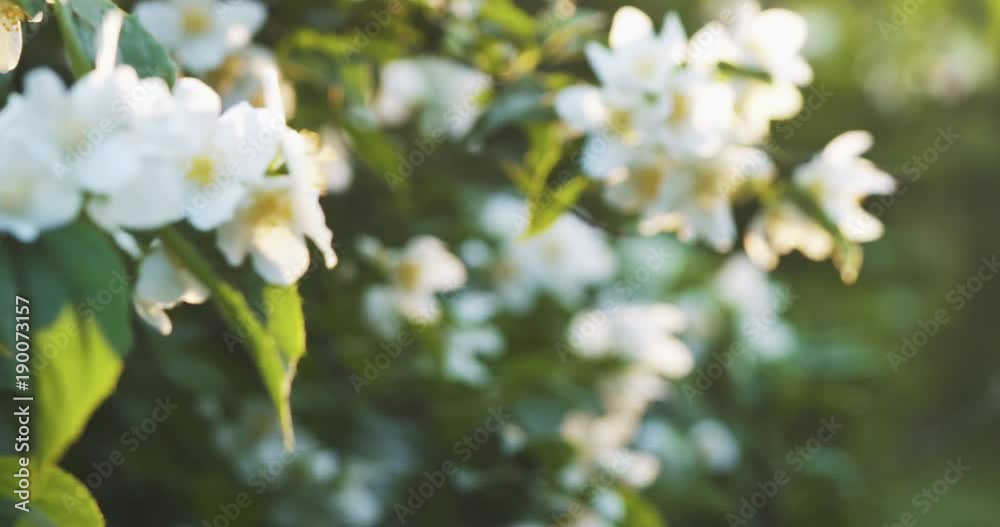 beautiful jasmine white flowers in summer day folcus pull beautiful jasmine white flowers in summer day folcus pull