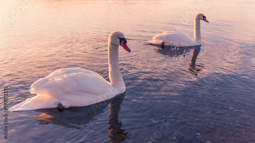 Double swans in lake with sunlight