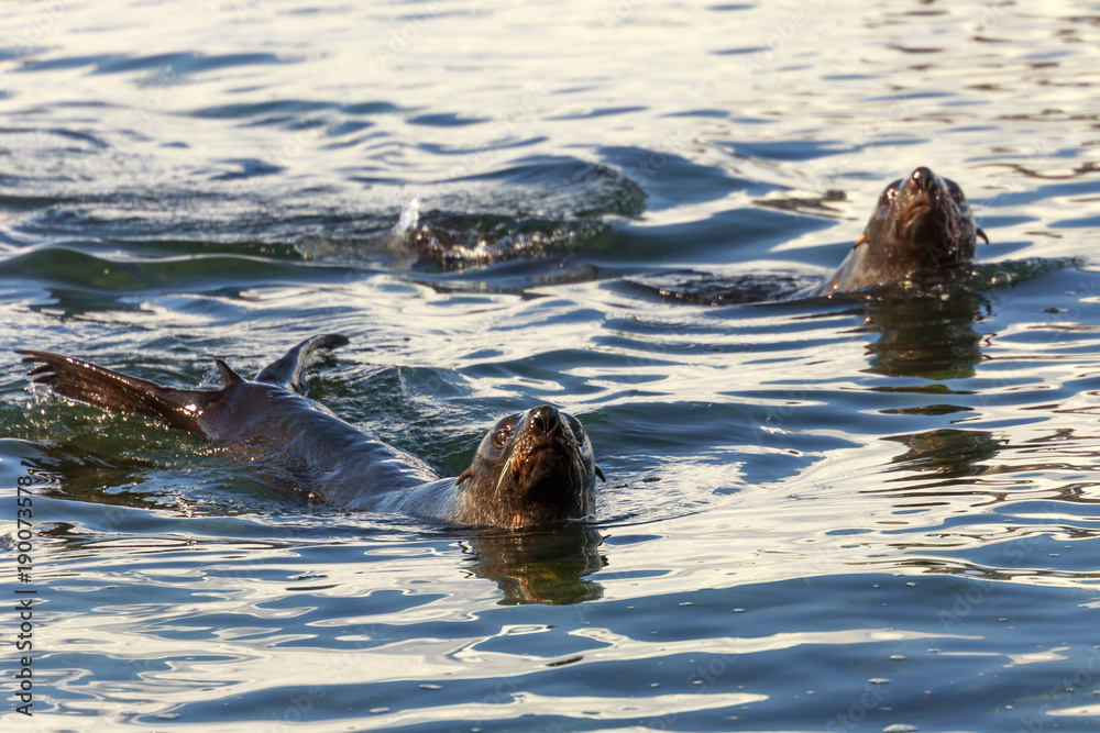 Obraz premium Couple of antarctic fur seals swimming in cold sea waters at Half Moon Island, Antarctic