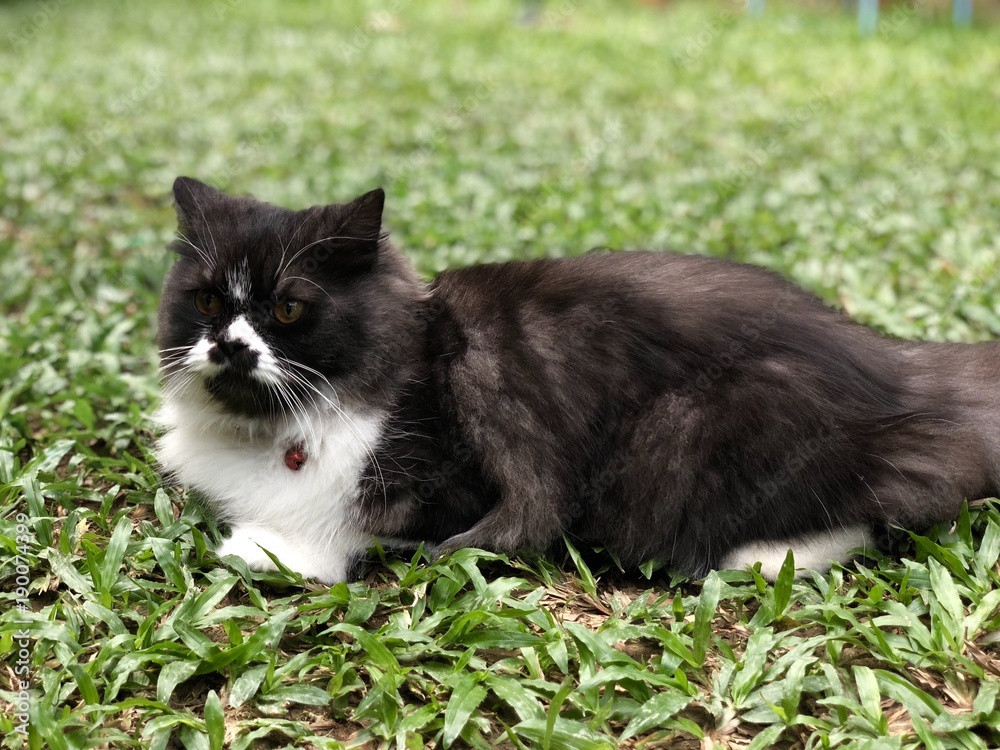 Black white cat lays on grass looking forward 