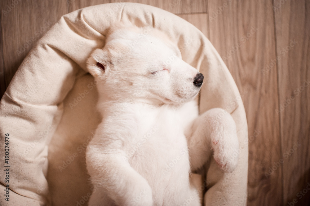 Fototapeta premium Cute alabai baby sleeping in bed on floor closeup. Domestic dog. Top view.
