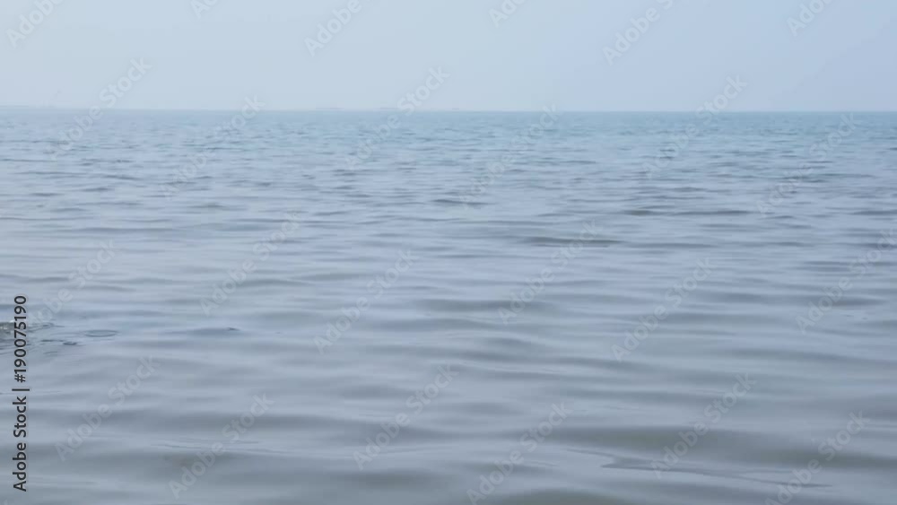 The dog floats on the water. The Toy Terrier.