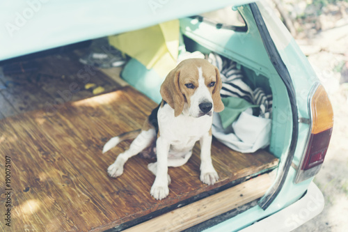 beagle Puppy dog in car