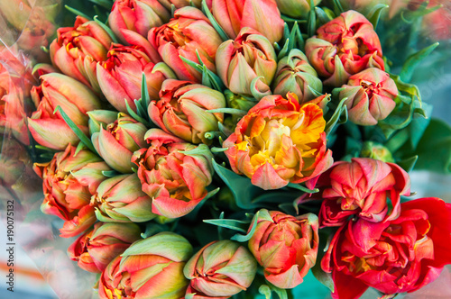 red tulips bouquet background
