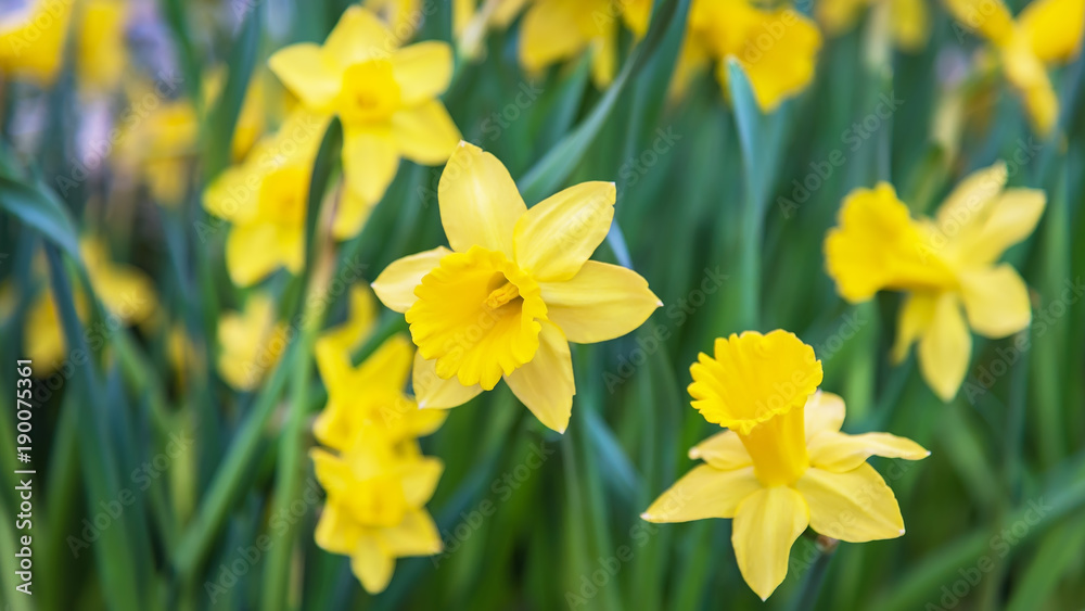 Amazing Yellow Daffodils flower field in the morning sunlight. The perfect image for spring background, flower landscape. Amazing Yellow Daffodils flower field in the morning sunlight. The perfect image for spring background, flower landscape.