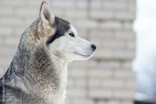 winter portrait of a cute blue-eyed husky dog against a snowy nature background