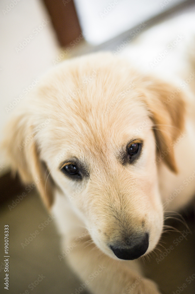 portrait of golden retriever puppy in his home