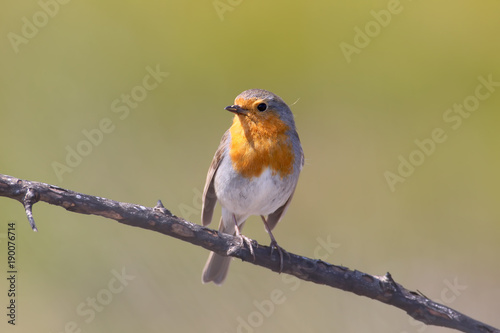 European Robin stands on a burnt log on a blurred background close up photo