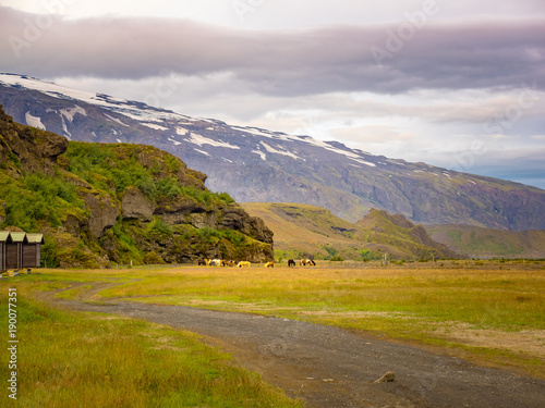 Flock of horses grazing in the grass field