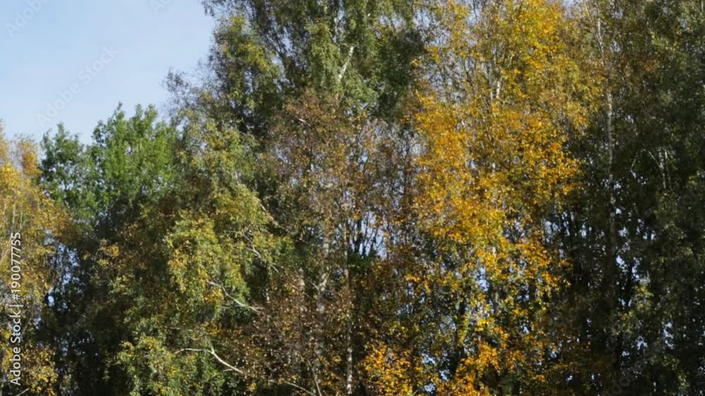 Autumn trees on a clear sunny afternoon, October Autumn trees on a clear sunny afternoon, October