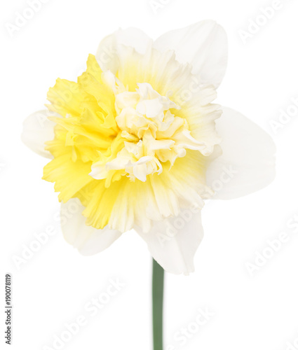 Fototapeta Naklejka Na Ścianę i Meble -  Bright spring narcissus