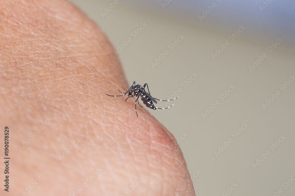 Mosquito sucking human blood Mosquito sucking human blood