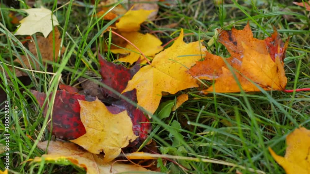 Multicolored autumn leaves lie on the grass Multicolored autumn leaves lie on the grass