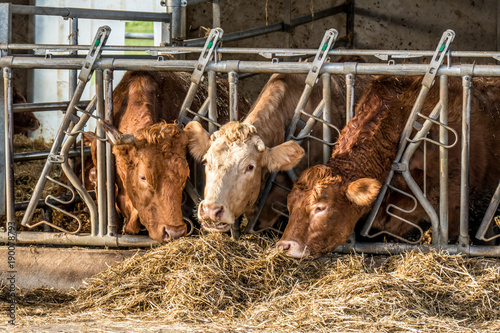 Rinder und Kühe im Stall