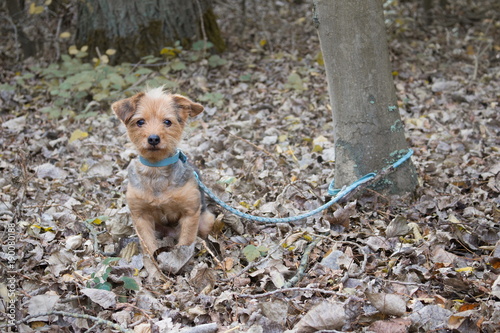 un petit chien attaché à un arbre seul et abandonné dans la forêt scène