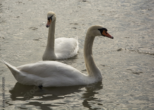 Fototapeta Naklejka Na Ścianę i Meble -  A pair of beautiful white swans