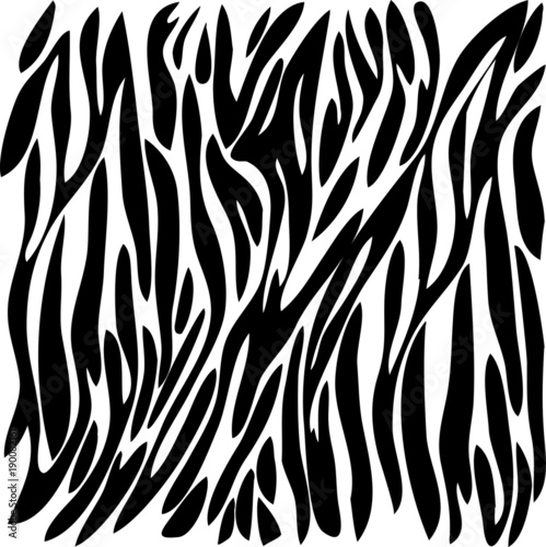 black drawing color zebra _1.eps