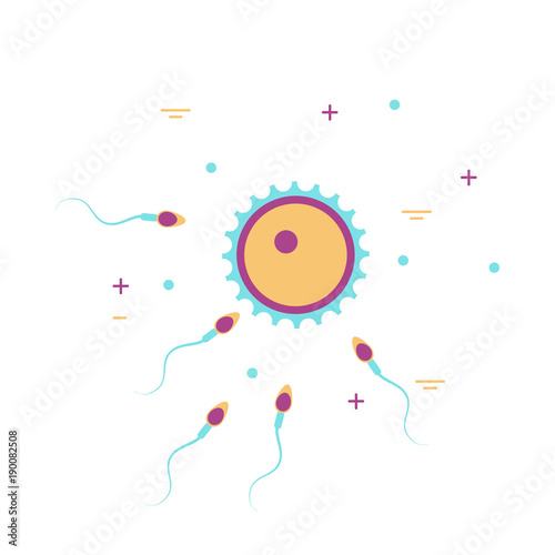 human cell ovum and sperm