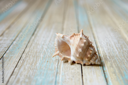 Seashell on a wooden background, copy space for your text