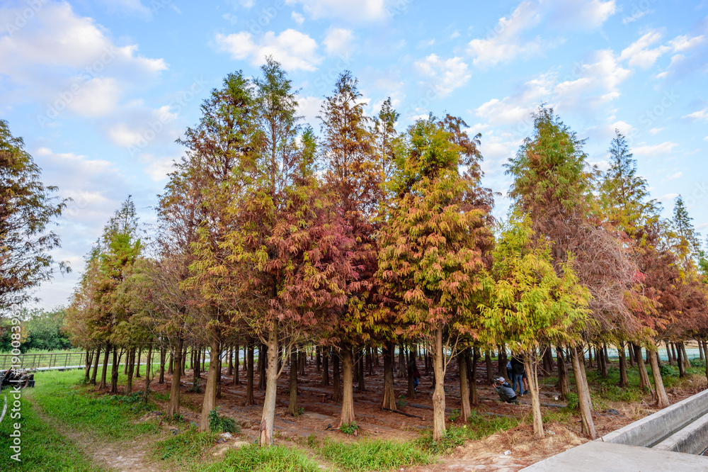 Tainan Liujia, Taiwan - January 26, 2018: Colorful and beautiful winter taxodium distichum forest with blue sky. 