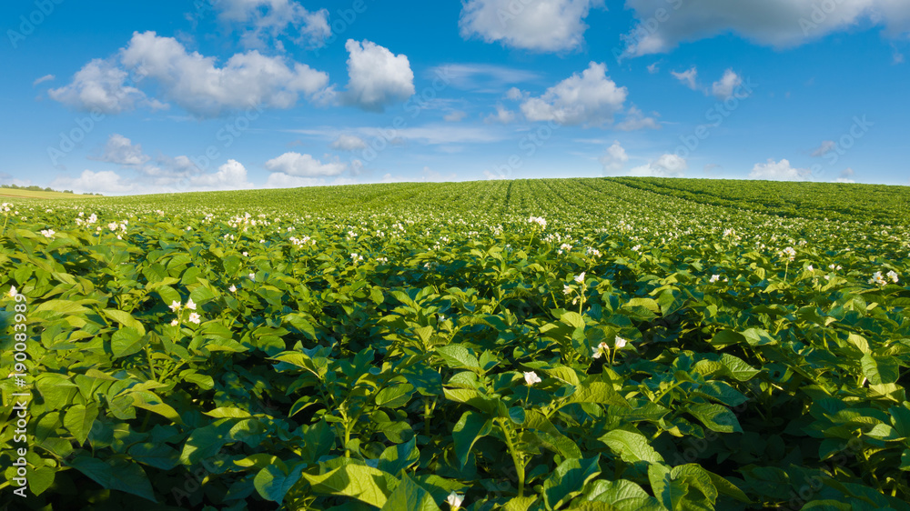 Naklejka premium Potato field and blue sky at beautiful day. Green field of blooming potato.